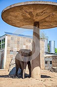 Elephant in the zoo