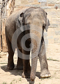 Elephant at zoo