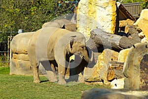 Elephant in ZOO