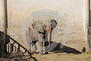 Elephant in the zoo, beijing