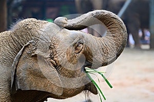 Elephant in a Zoo in China photo