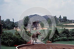 Elephant in zoo, circa 1977