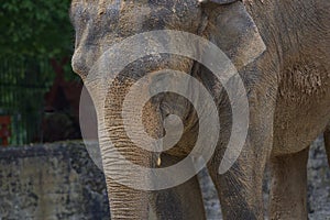 Elephant in the zoo, clouse-up image
