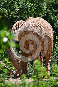 An Elephant
