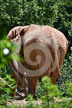 An Elephant