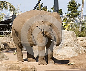 Elephant in a zoo enclosure