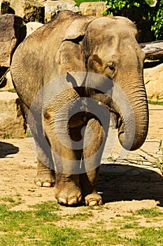 Elephant