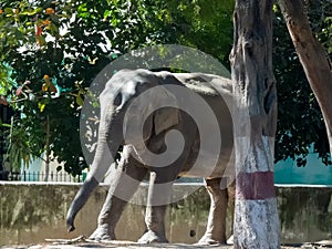 Elephant in a Zoo, Indore, India.