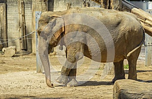 Un elefante sul giardino zoologico 