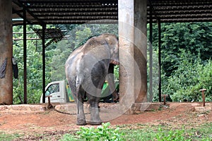 Elephant in the Zoo, Odisha, India