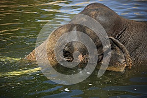 The elephant in a zoo in Prague, Czech Republic