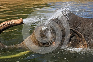 The elephant in a zoo in Prague, Czech Republic