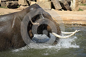 The elephant in a zoo in Prague, Czech Republic