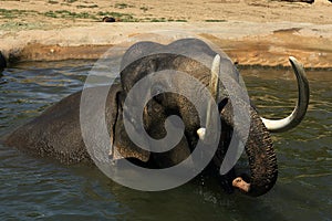 The elephant in a zoo in Prague, Czech Republic