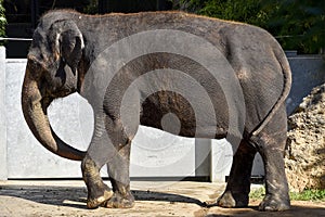 Elephant at the zoo , wildlife zoo