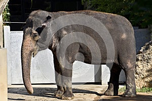 Elephant at the zoo , wildlife zoo