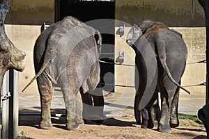 Elephant at the zoo , wildlife zoo