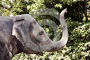 Elephant at the Zurich Zoo (Switzerland)