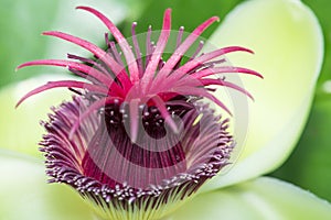 Elephantapple Flower