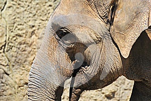 ElephantPortrait