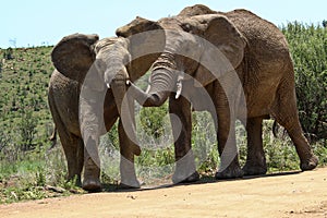 Elephants photo