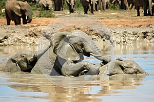 Elephants photo