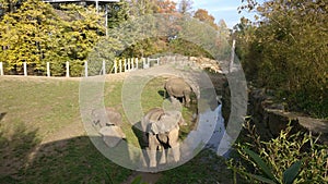 Elephants