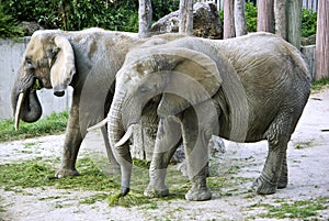 Elephants