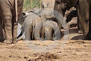 Elephants