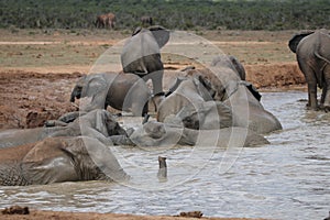 Elephants