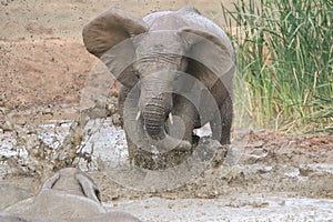 Elephants