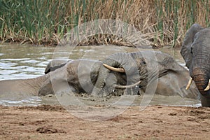 Elephants