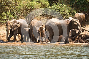 Elephants