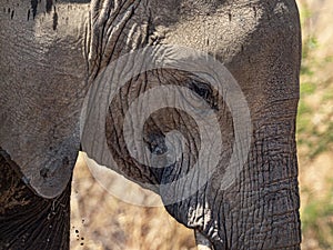 Closeup of elephant face photo
