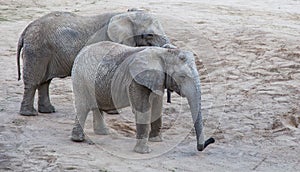 Elephants