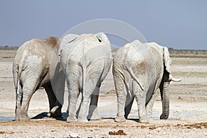 Elephants