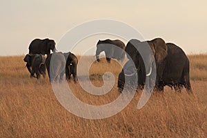 Elephants