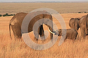 Elephants