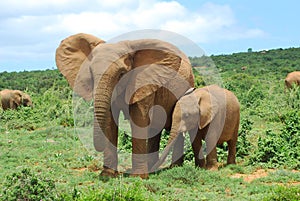 Elephants