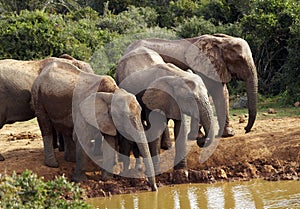 Elephants photo