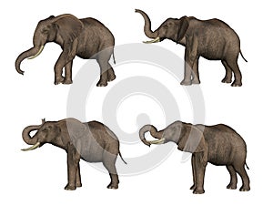 Elephants photo