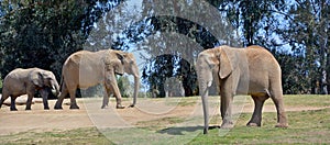 Elephants