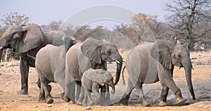 Elephants