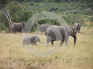 Elephants
