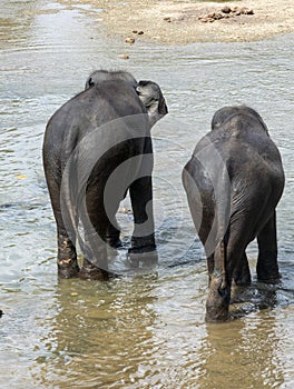 elephants