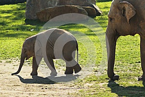 Elephants