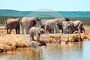 Elephants in the Addo Elephant National Park, near Port Elizabeth, South africa