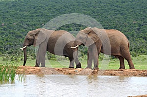 Elephants, Addo Elephant National park, South Africa