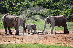 Elephants in Addo Elephant National Park, South Africa