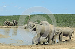 Elephants at Addo Elephant Park